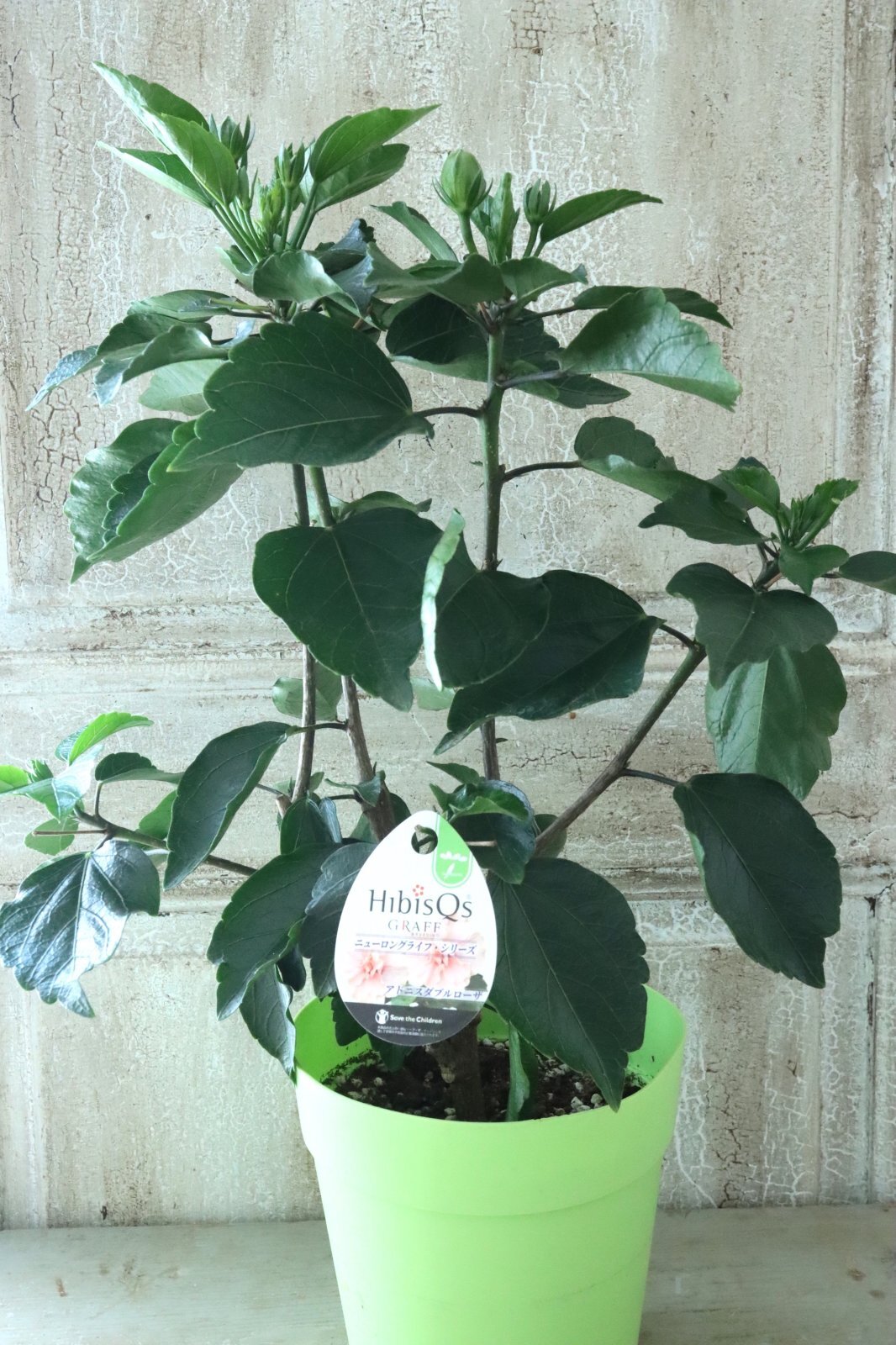 八重咲きハイビスカス 