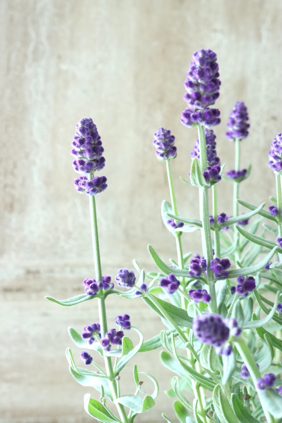 四季咲き性イングリッシュラベンダー 