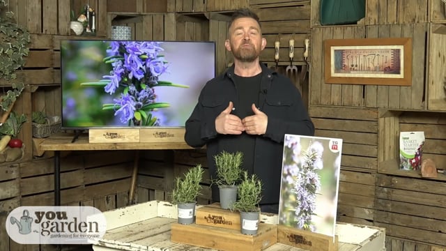 Rosemary 'Miss Jessopp's Upright' 9cm Pot x 3 | YouGarden