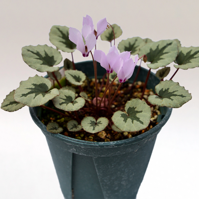 原種シクラメン ミラビレについて Cyclamen mirabile
