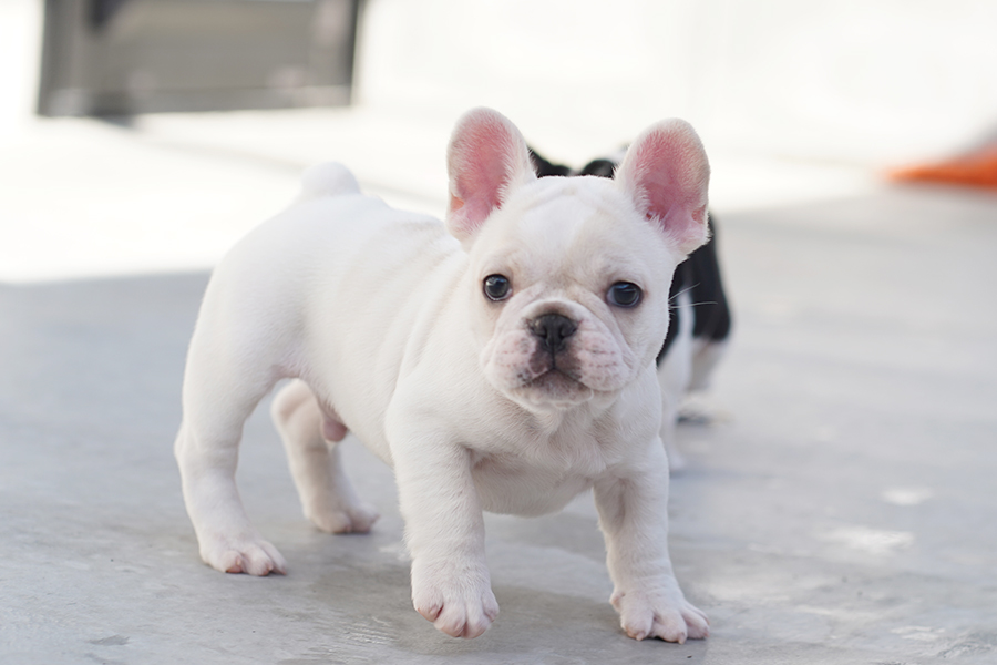 FR20231202mc3【フレンチブルドッグ】詳細｜WANLINE