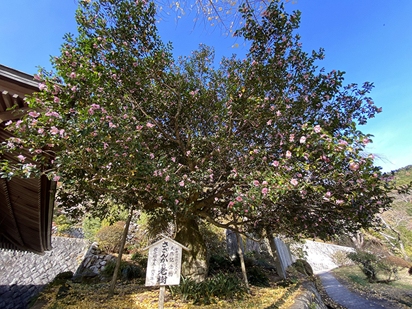 かつらぎ町・「堀越癪観音」（堀越観音）天然記念物の山茶花の老樹を見