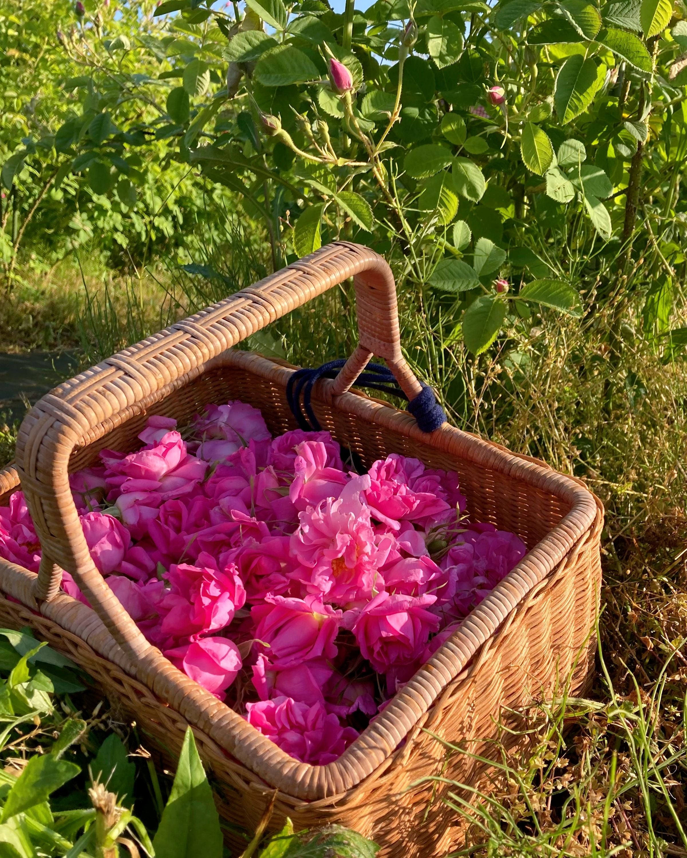 国産ローズ精油 1ml｜”香りの女王”ダマスクローズから得られるローズ