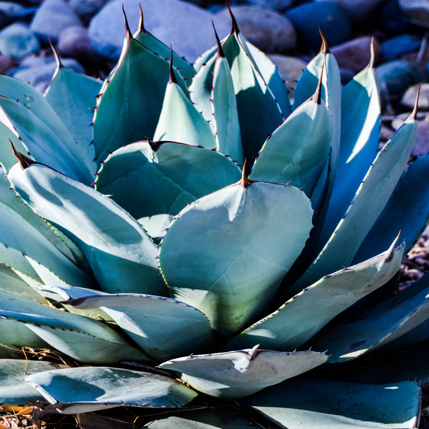 ARTICHOKE AGAVE 7gal – Watters Garden Center