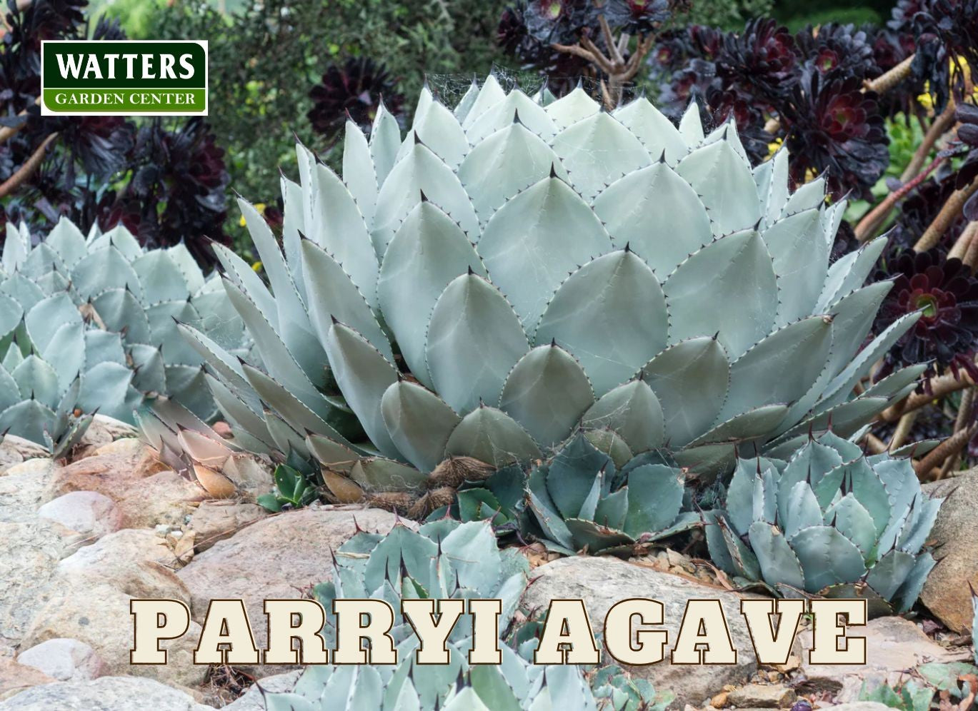 ARTICHOKE AGAVE 7gal – Watters Garden Center