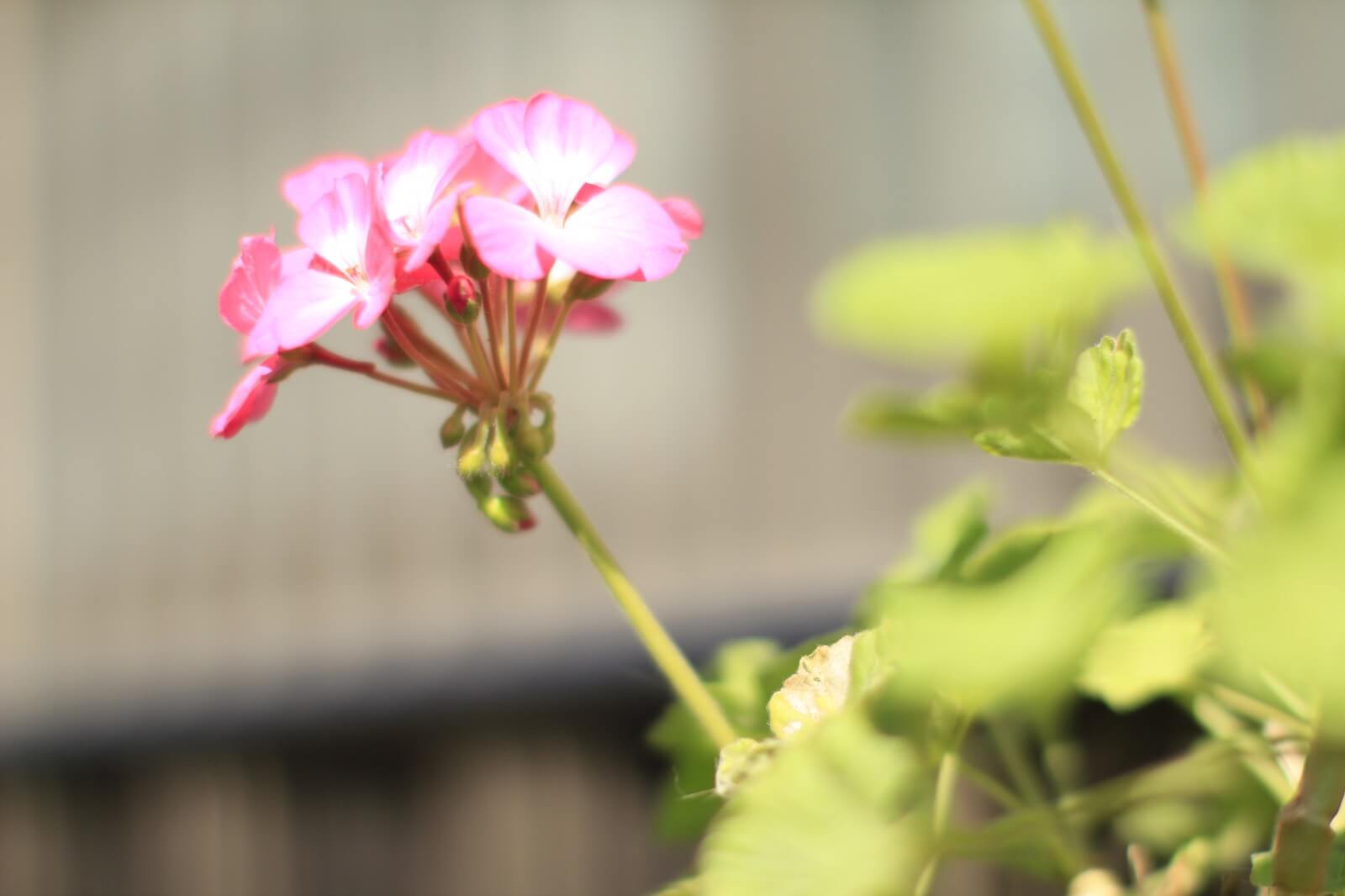 f1.2~f1.4単焦点ってやっぱりハンパねぇ！写真撮って比べてみました。