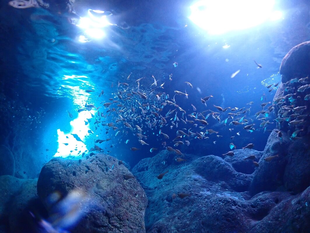 ポイントから選ぶ | 【公式】宮古島・青の洞窟体験ダイビング