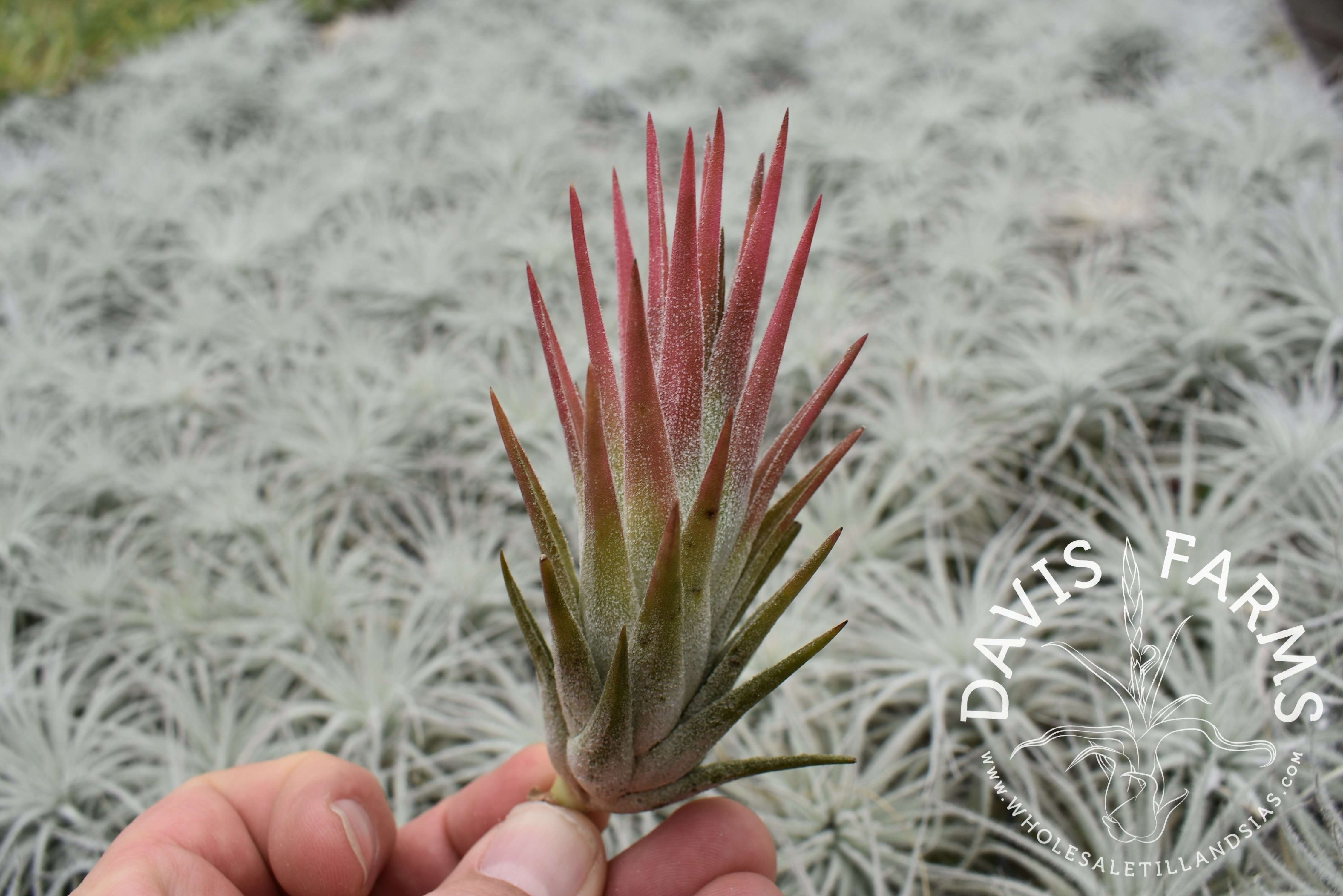 Tillandsia ionantha vanhyningii type 2 - Davis Farms Wholesale