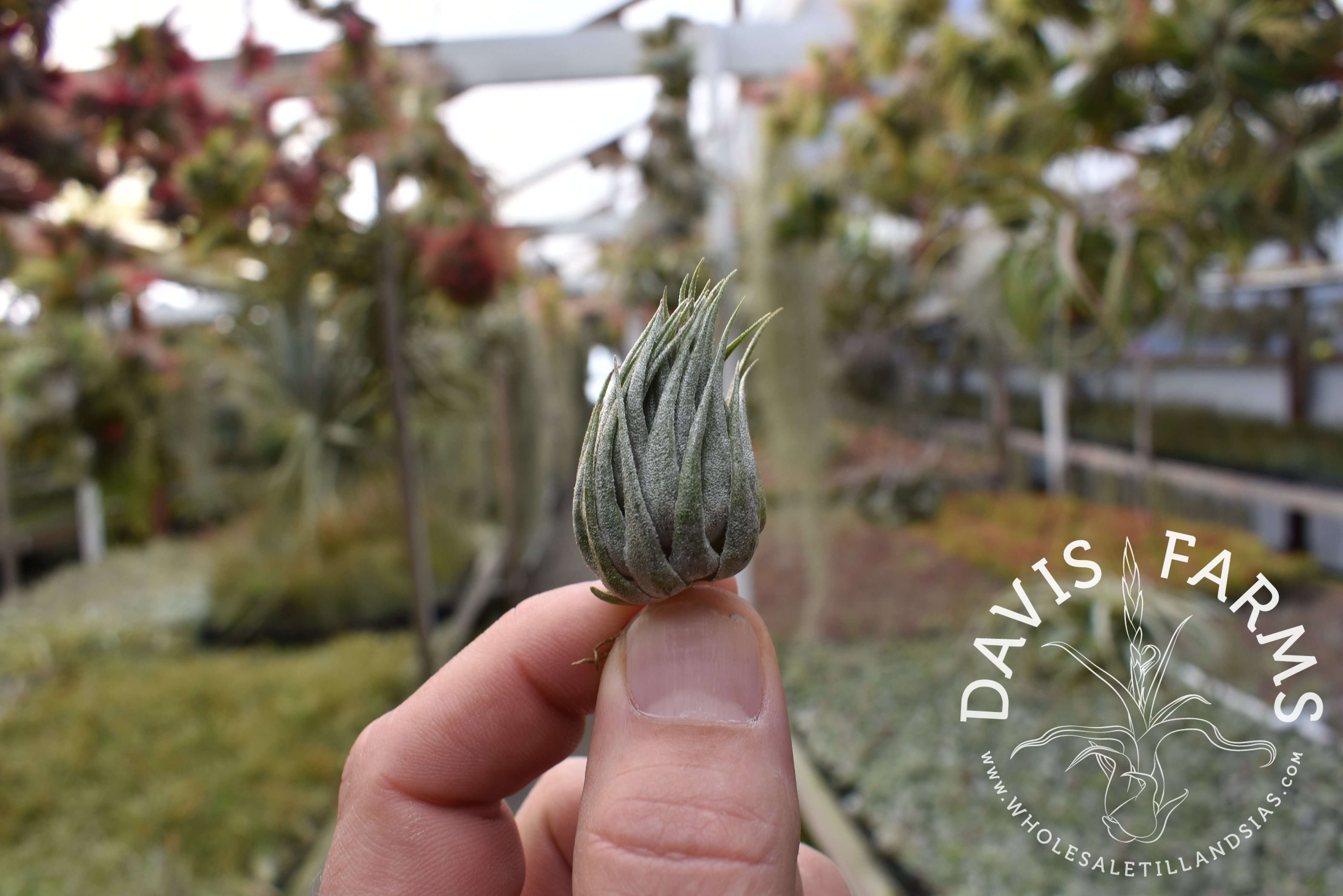 Tillandsia kautskyi - Davis Farms Wholesale Tillandsias