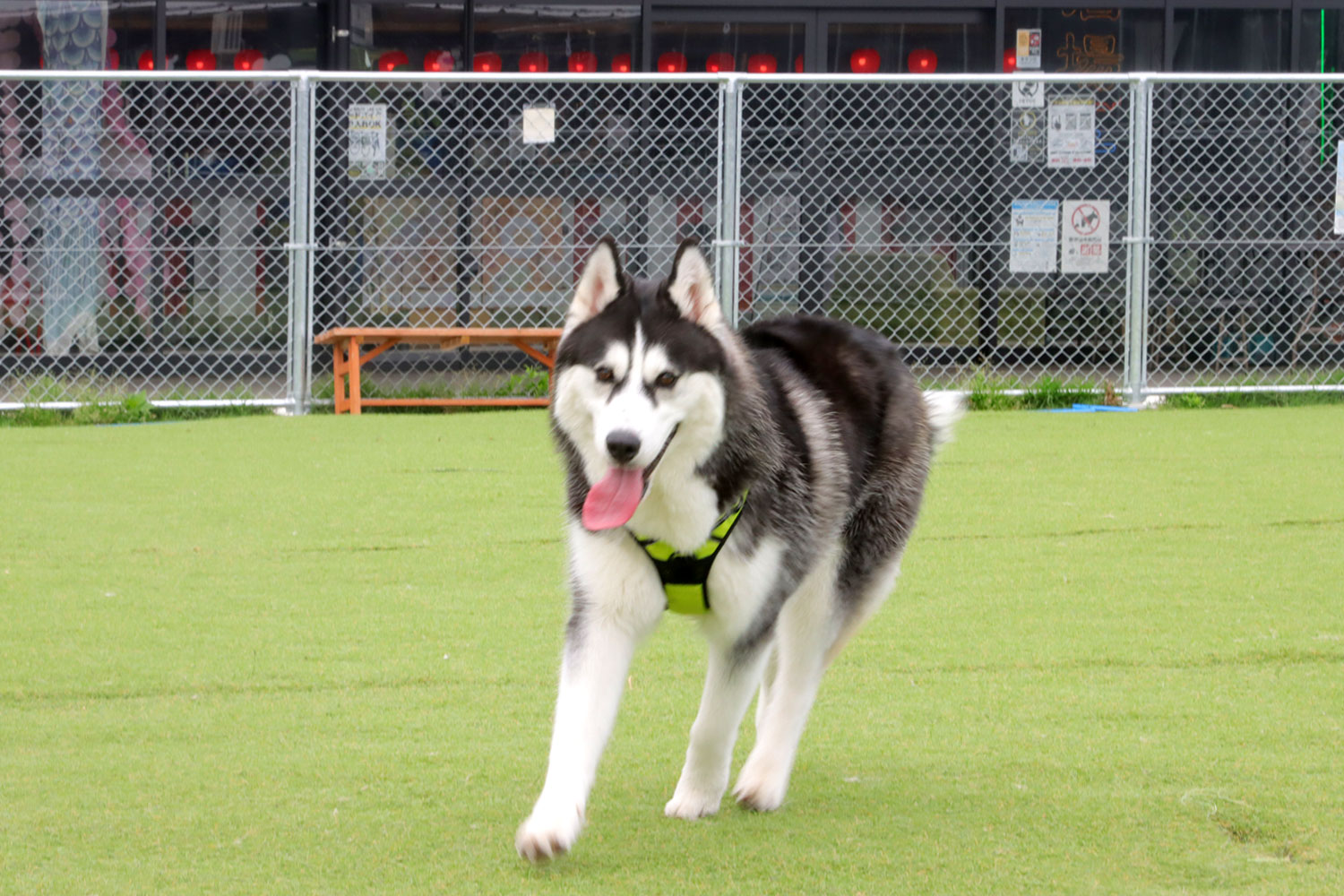 ドッグランのご案内 | WHATAWON（ワタワン）