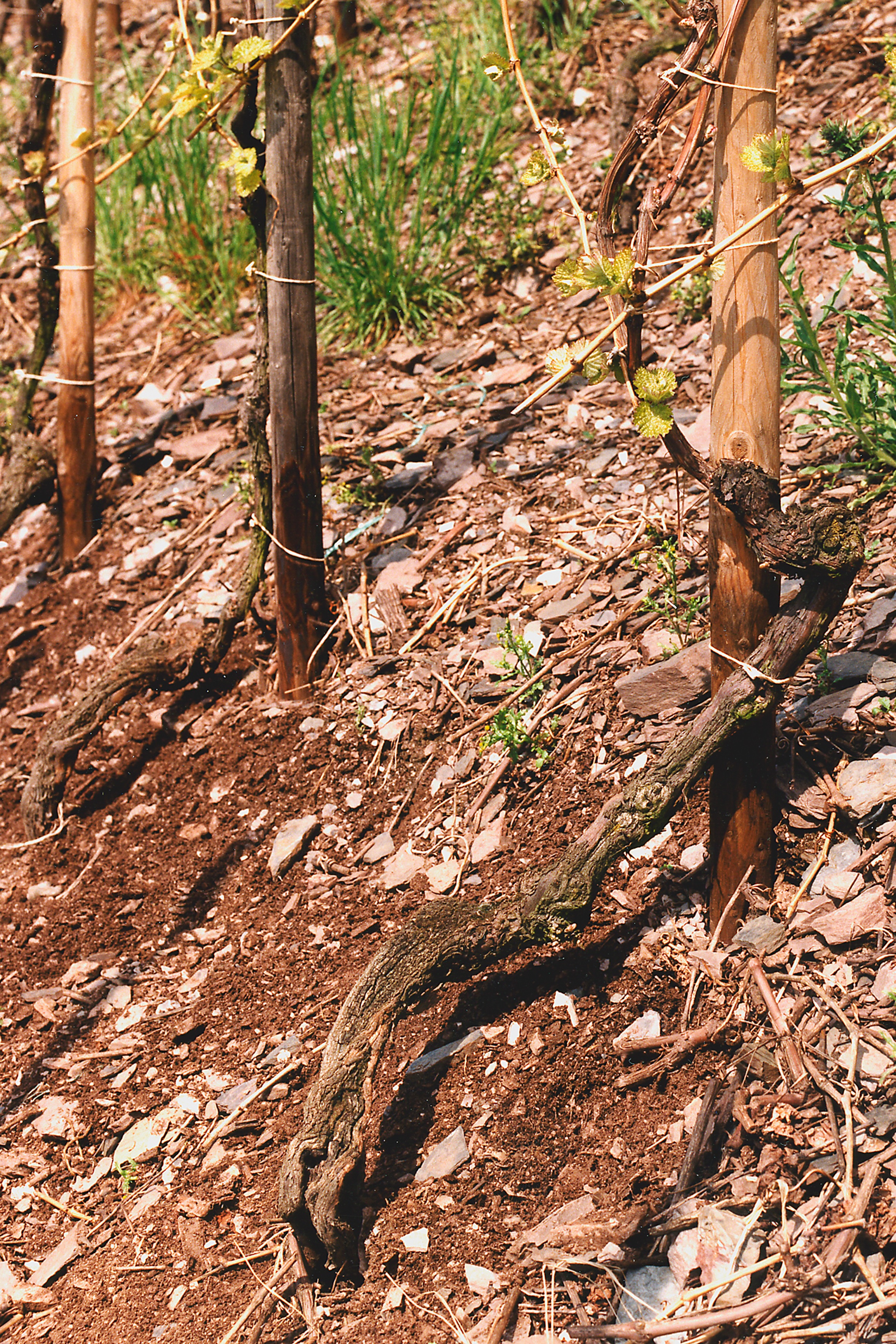 ヴィラ・ヴォルフ】ピノ・グリ 2023 | wine&～くらしを彩るワイン