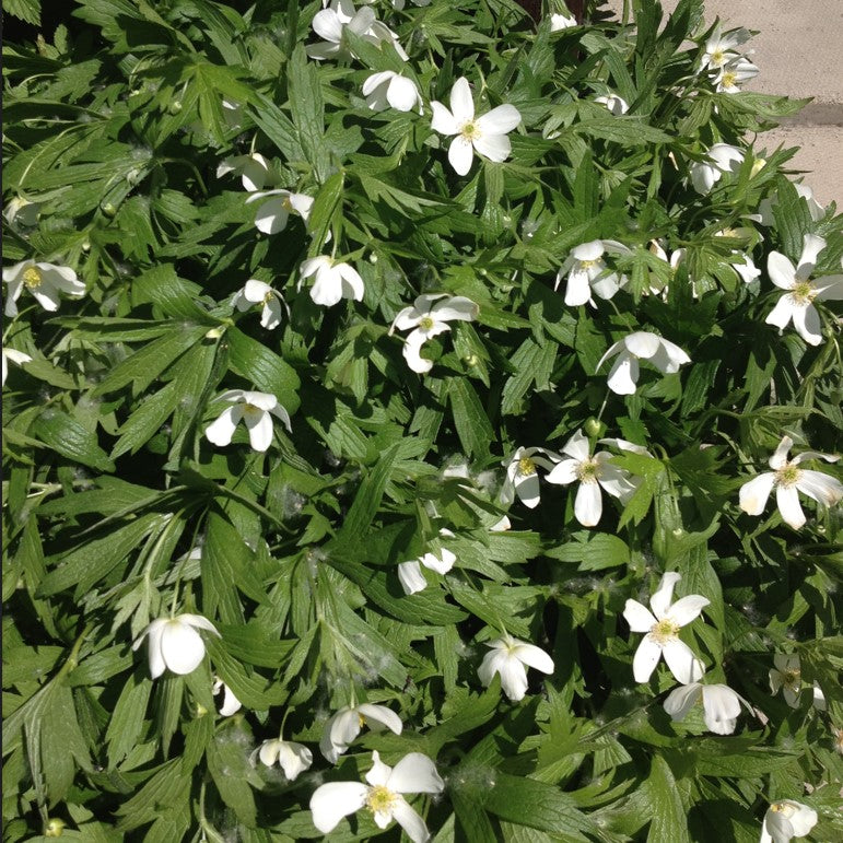 Anemonastrum canadensis - Canada Anemone – Wild About Flowers