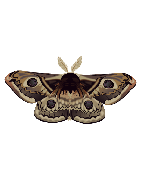 クジャクヤママユ | ヴンダーカンマーちょっとニッチなイラストサイト