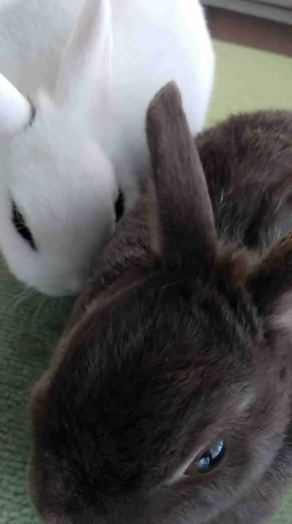 株式会社ウーリー｜うさぎの食彩工房 - うさぎ専用の牧草やペレット