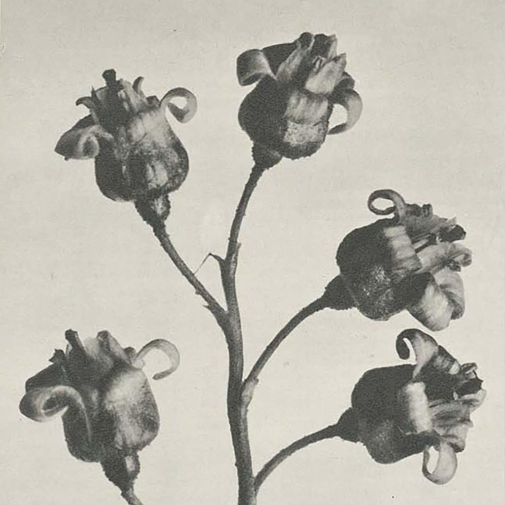 カール・ブロスフェルト Karl Blossfeldt 1865年-1932年 – woiac