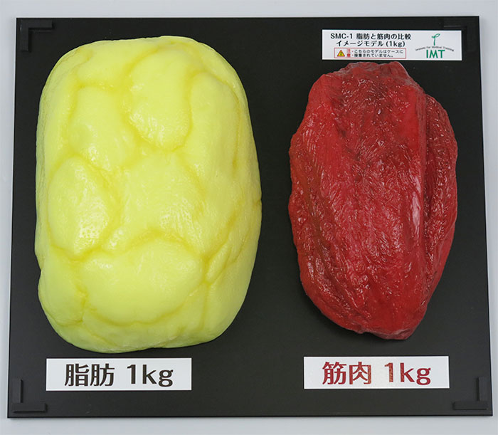 脂肪・筋肉模型，大きさ比較セット，1kg | 日本スリービー・サイエン