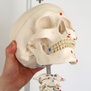 マックス・骨格モデル，直立型スタンド仕様 | 日本スリービー