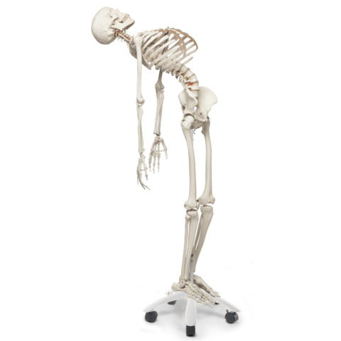 フレッド・骨格モデル，直立型スタンド仕様 | 日本スリービー