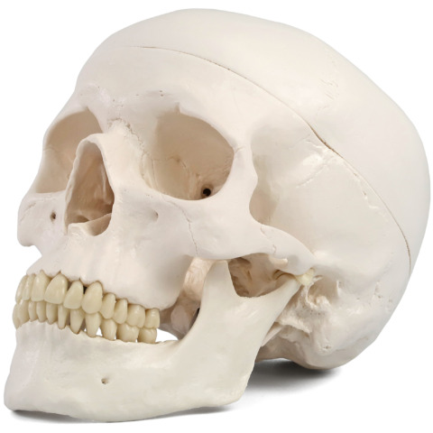 頭蓋，標準型モデル | 日本スリービー・サイエンティフィック