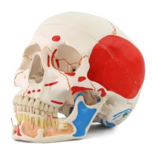 頭蓋骨模型：歯科・医学部で採用多数｜頭骨｜3B Scientific