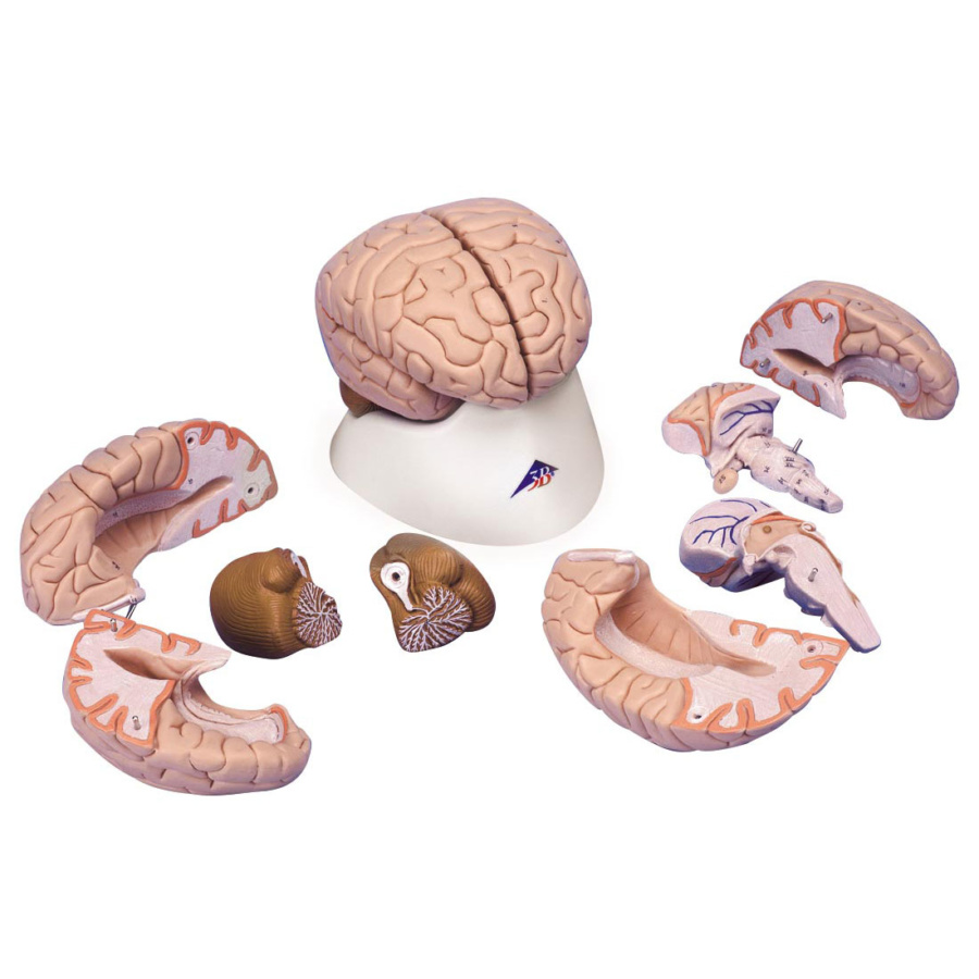 脳，8分解モデル | 日本スリービー・サイエンティフィック