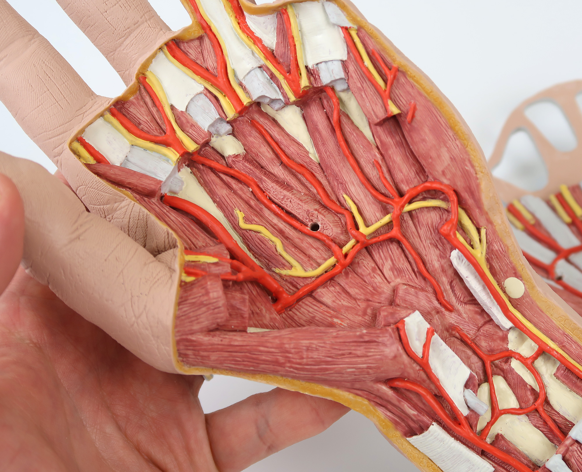 手の構造，3分解モデル | 日本スリービー・サイエンティフィック