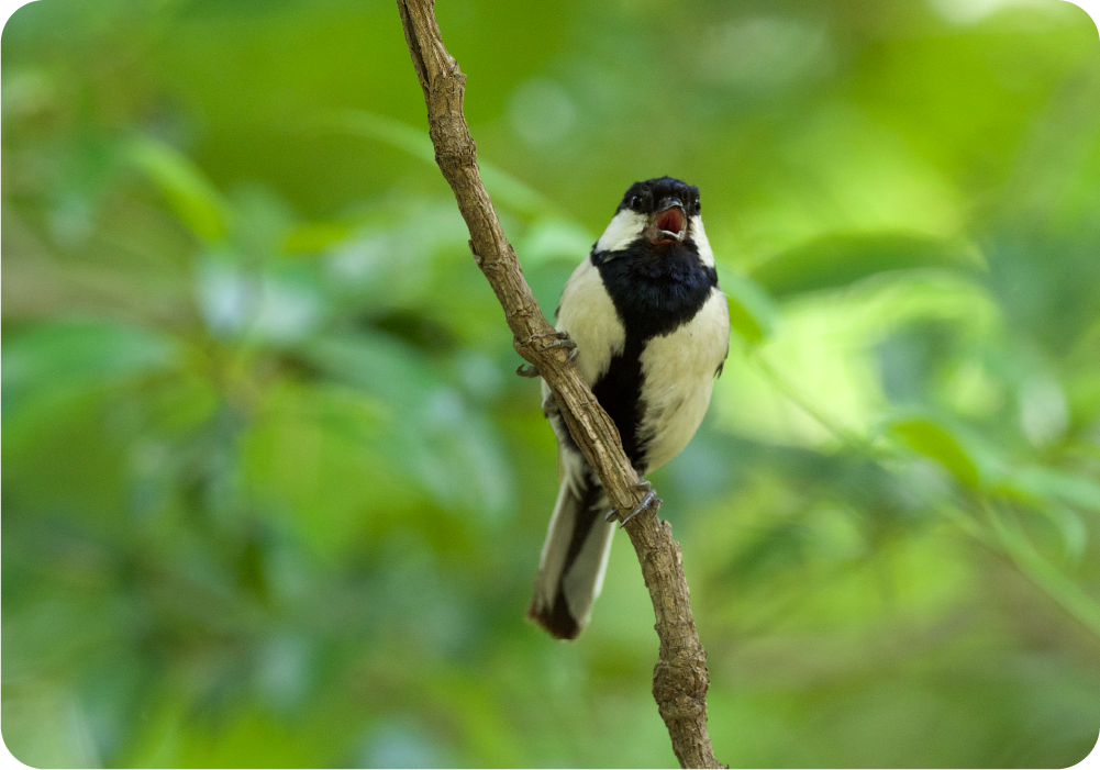 3）鳥研究に夢中で激ヤセ。 | シジュウカラは嘘をつく？ 鳥の言葉が