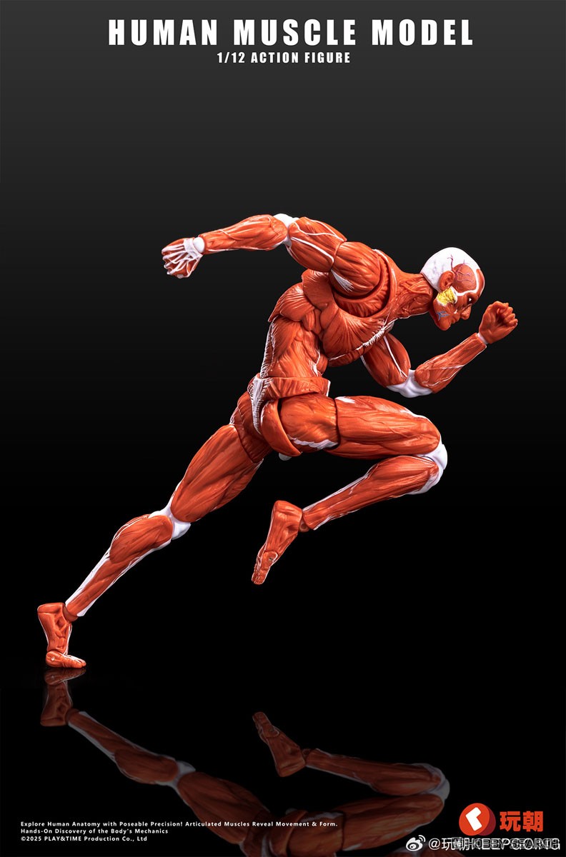 KEEPGOING Studio 人体筋肉模型 1/12スケール可動フィギュア レッド