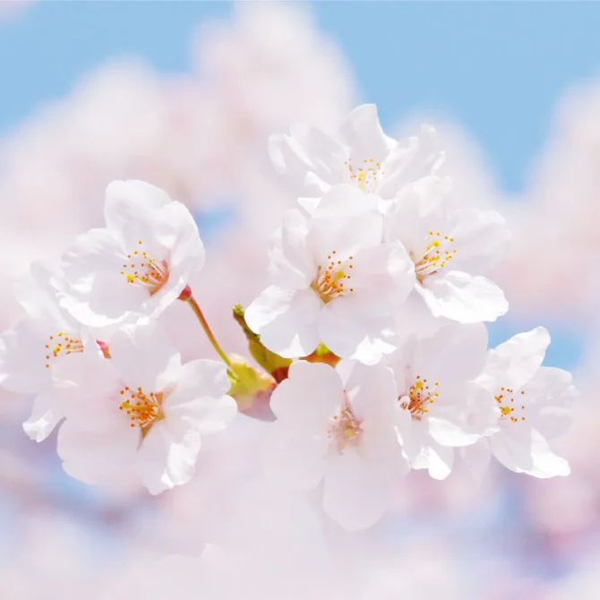 七十二候／桜始開 さくらはじめてひらく｜二十四節気と七十二候｜暦