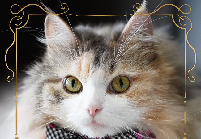 ゴロにゃんオリジナル 猫服チェッカーフリルリボン ( おしゃれ猫服