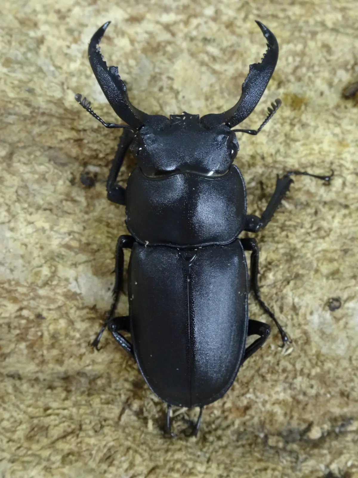 アマミシカクワガタ 41ミリペア - クワガタ横丁