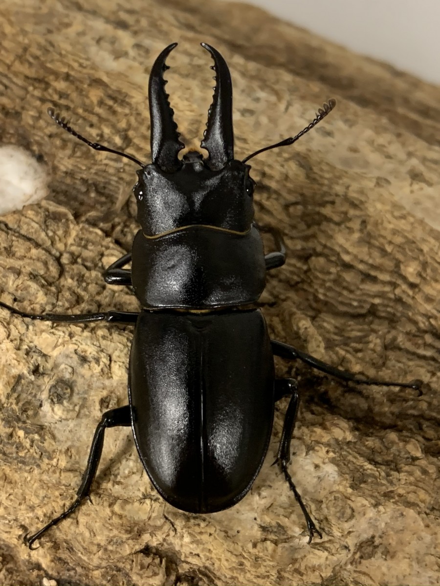 ハチジョウノコギリ 43ミリペア - クワガタ横丁