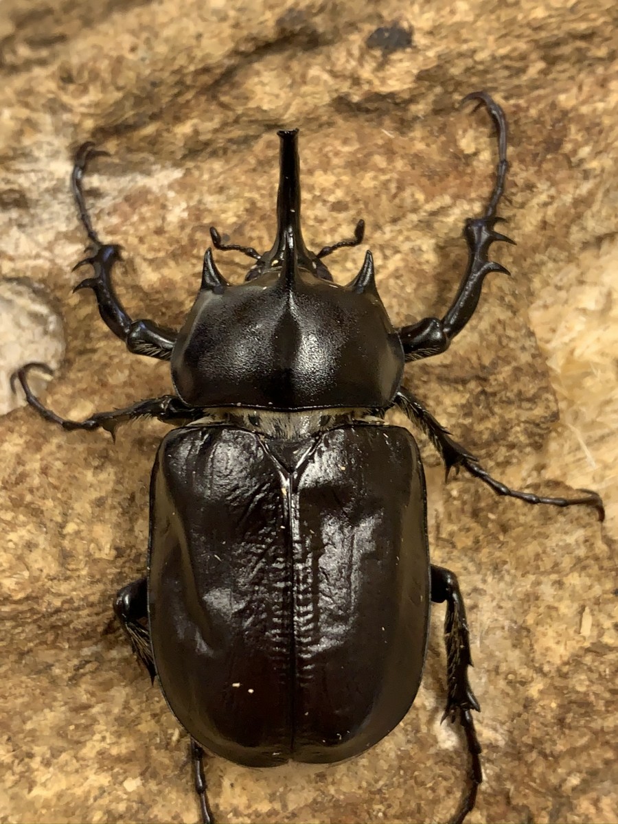 パチェコヒメゾウカブト 48ミリペアA' - クワガタ横丁