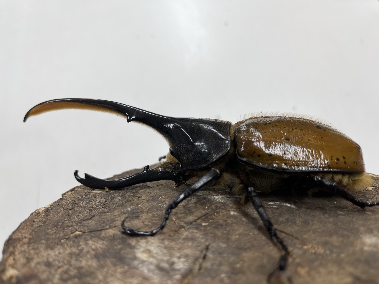 ヘラクレス・リッキー 145ミリペア - クワガタ横丁