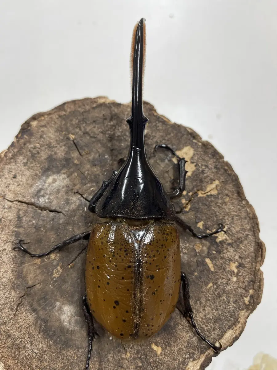 ヘラクレス・リッキー 145ミリペア - クワガタ横丁