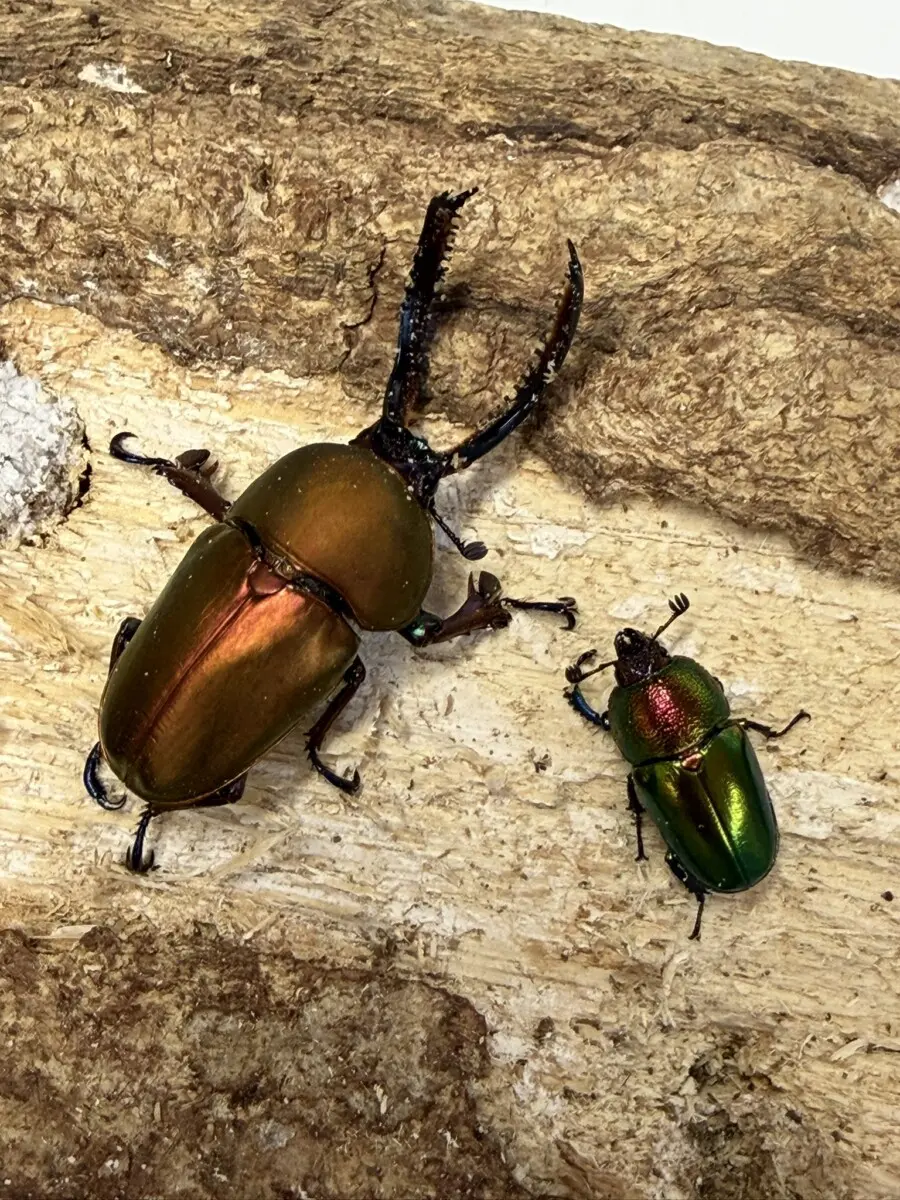 オーストラリア - クワガタ横丁