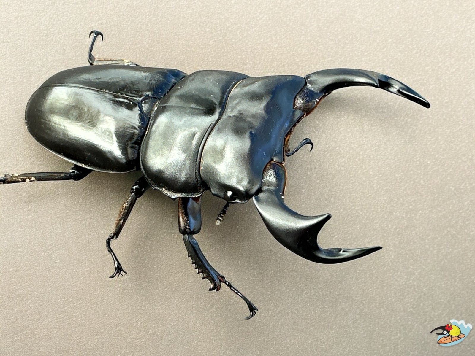 アンタエウスオオクワガタ♂78mmペア販売 九十九里クワガタファーム