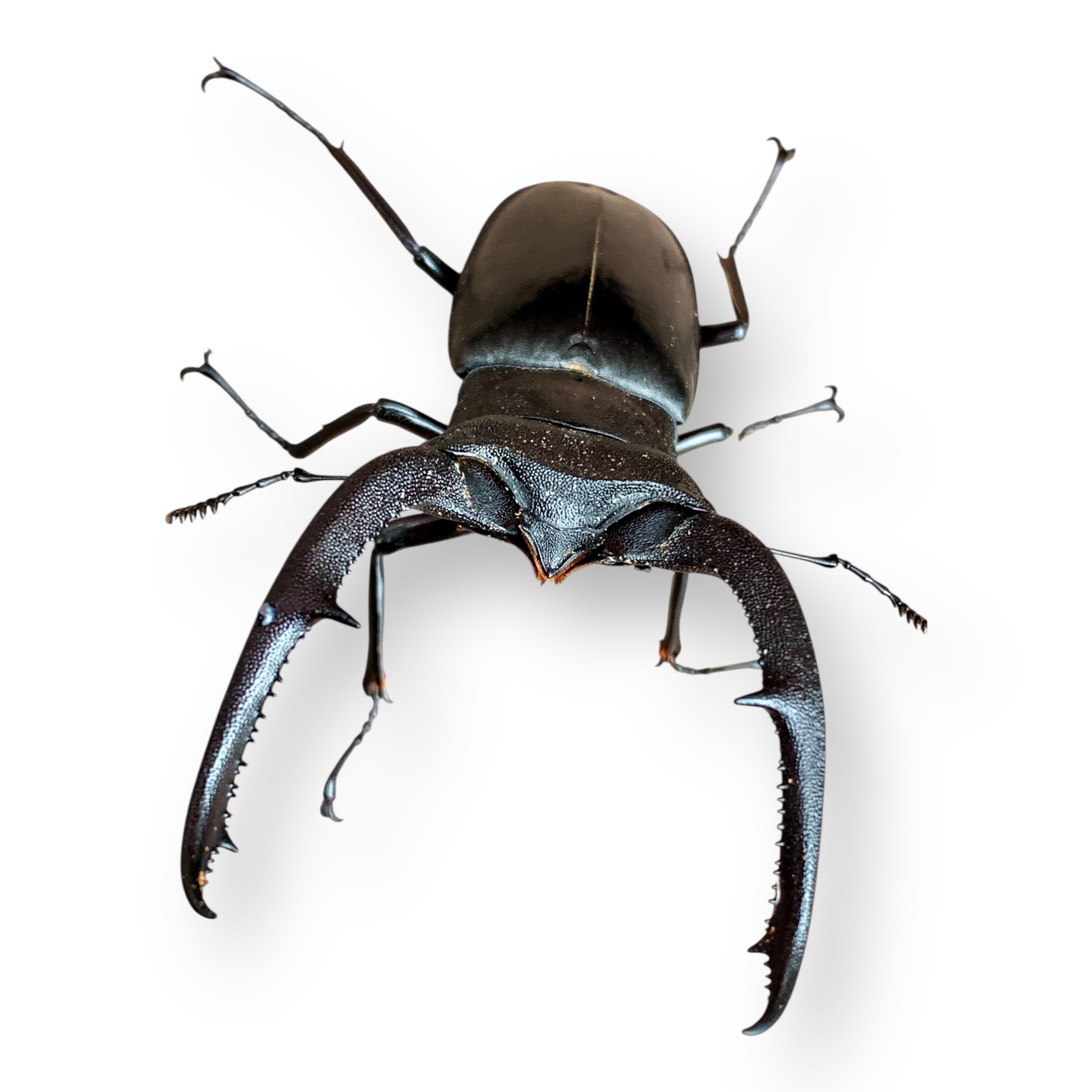 マンディブラリスフタマタペア販売 九十九里クワガタファーム