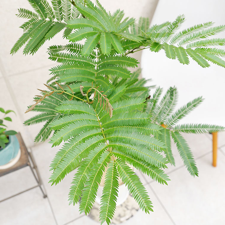 ネムノキ・エバーフレッシュ 7号鉢 観葉植物と植木鉢の専門店cocolate