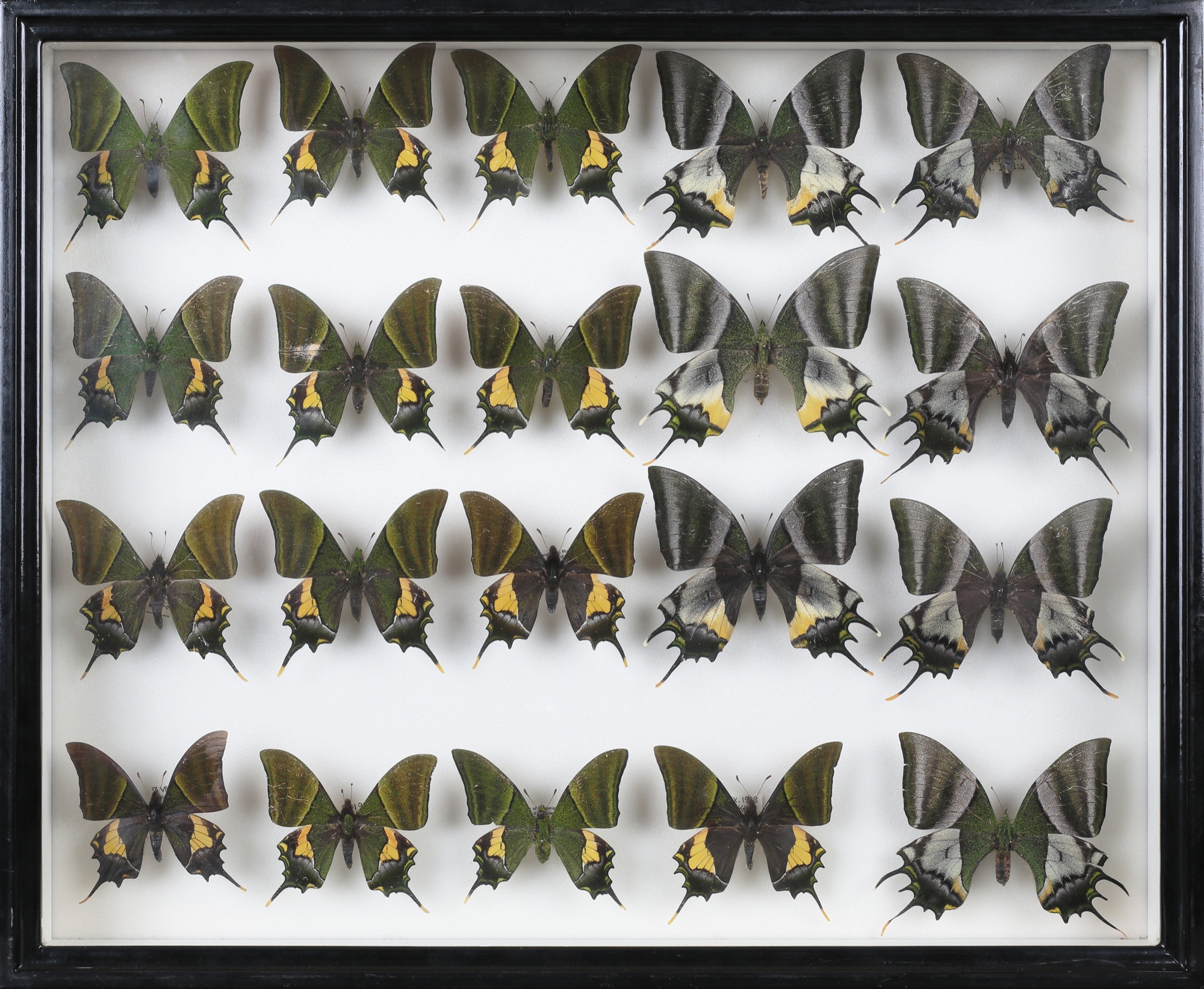 テングアゲハ | 青山 慎一先生の子ども世界の昆虫館