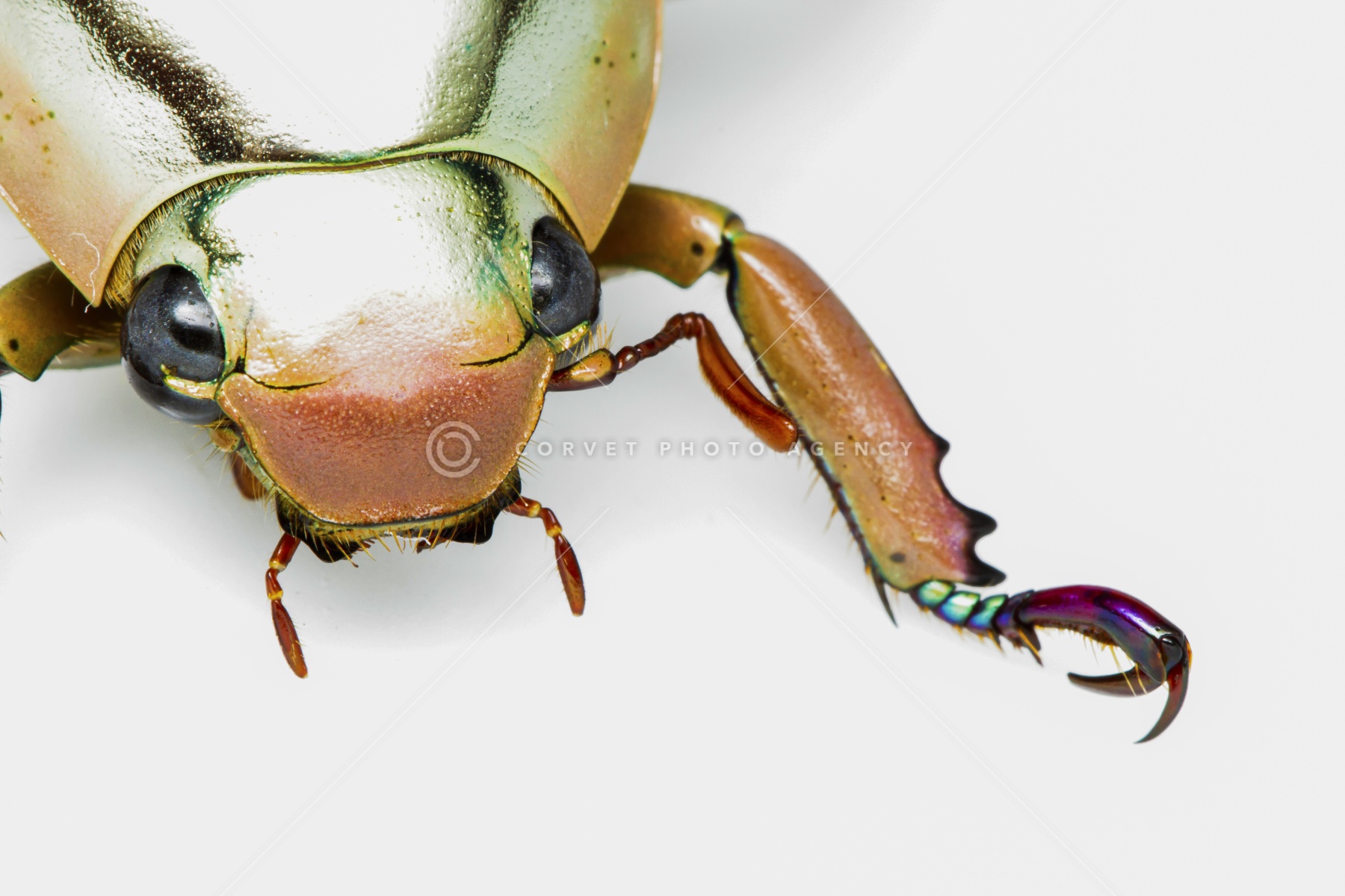 29mm】多分クリサルギレアプラチナコガネ レッドフォーム標本 29mm