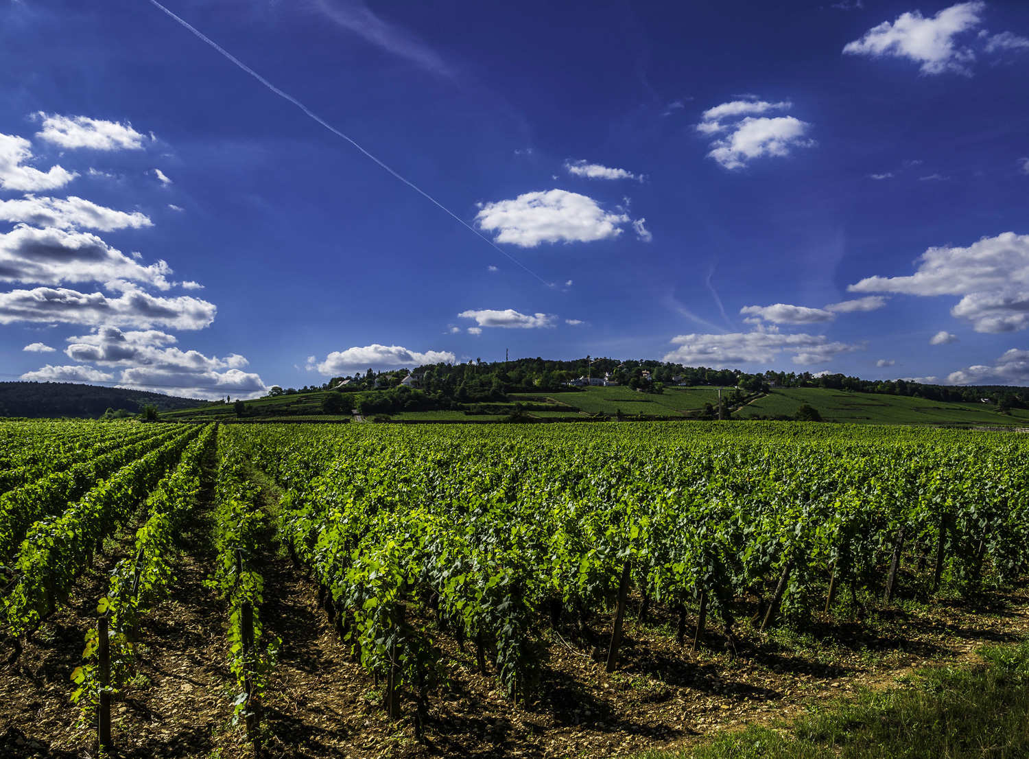 フランスワイン留学｜日仏文化協会