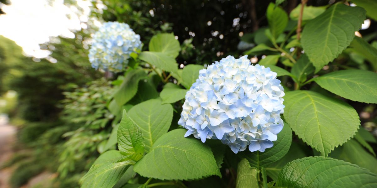 商品レビュー】SIGMA 12-24mm F4 DG HSM NA ニコン用｜カメラ買取