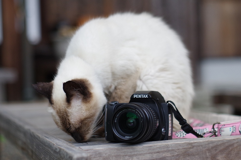 ペンタックス100周年 PENTAX K-S1 【京都の猫 撮影レビュー】