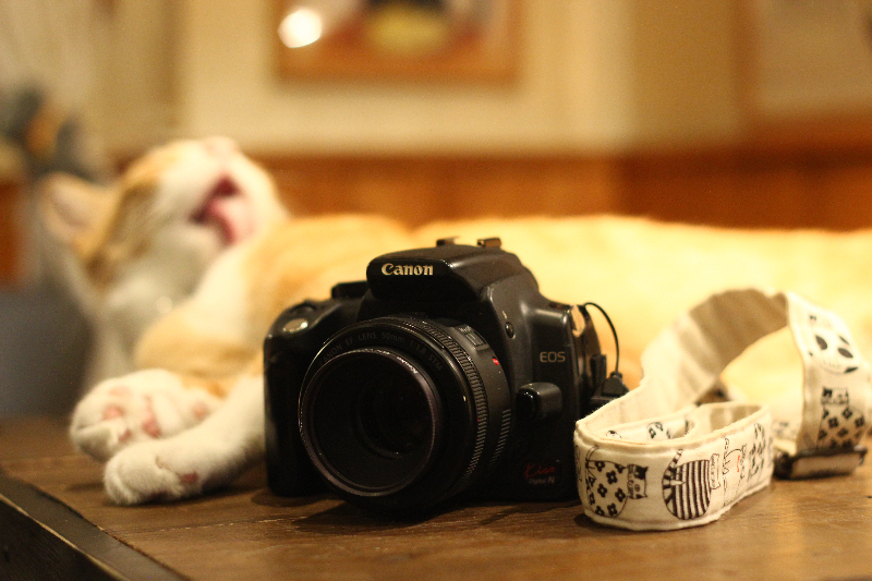 予算5千円～ おうち時間が満喫できる一眼レフ【EOS Kiss Digital N