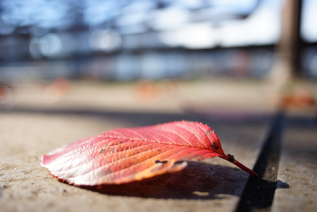 作例付き商品レビュー：Nikon AI Nikkor 28mm f/2.8S