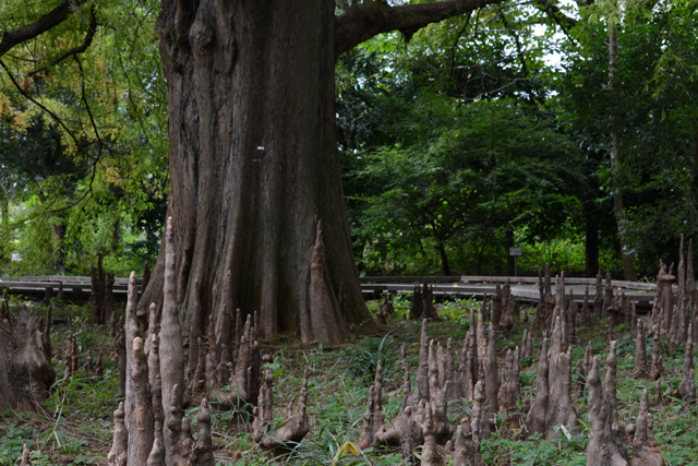 ニコンAF-S DX NIKKOR 55-300mm f/4.5-5.6G ED VRを試写しました