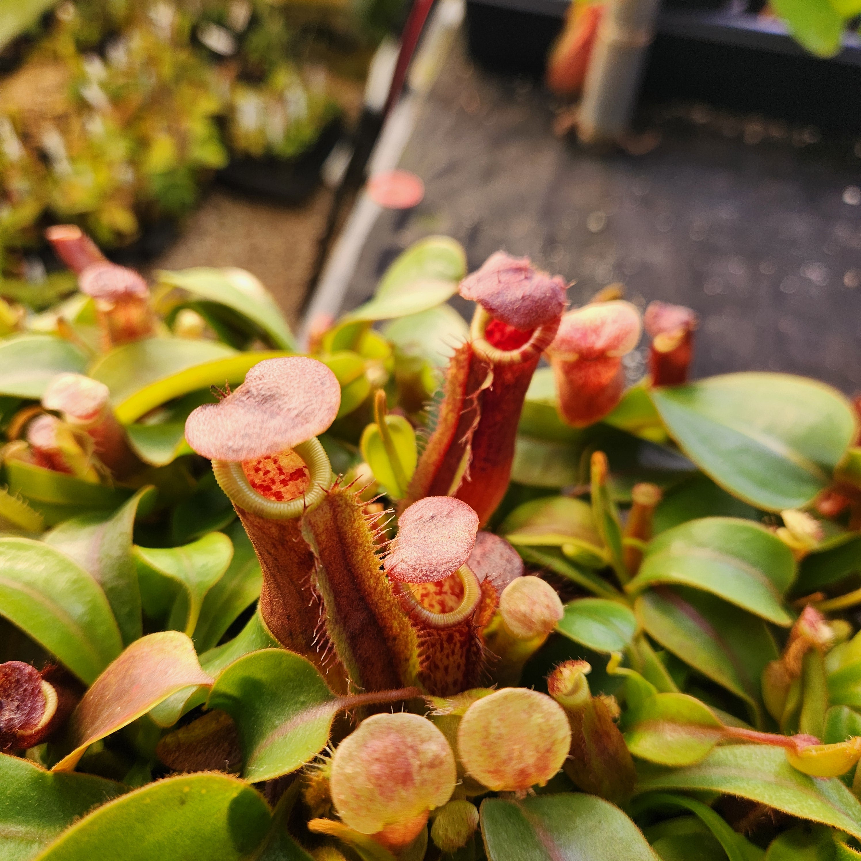 Nepenthes 'Song of Melancholy' x (lowii x veitchii), CAR-0439