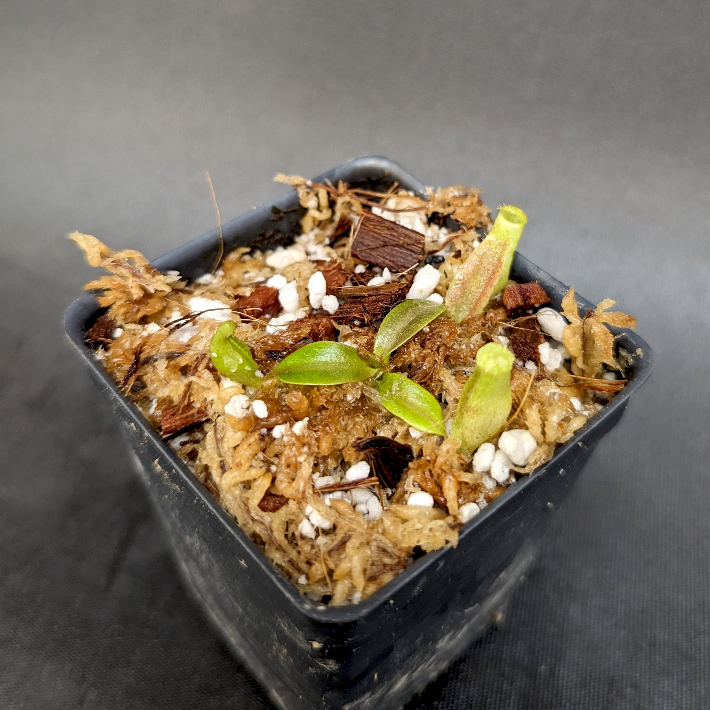 Nepenthes veitchii LL x (sumatrana x platychila), CAR-0251 – Carnivero