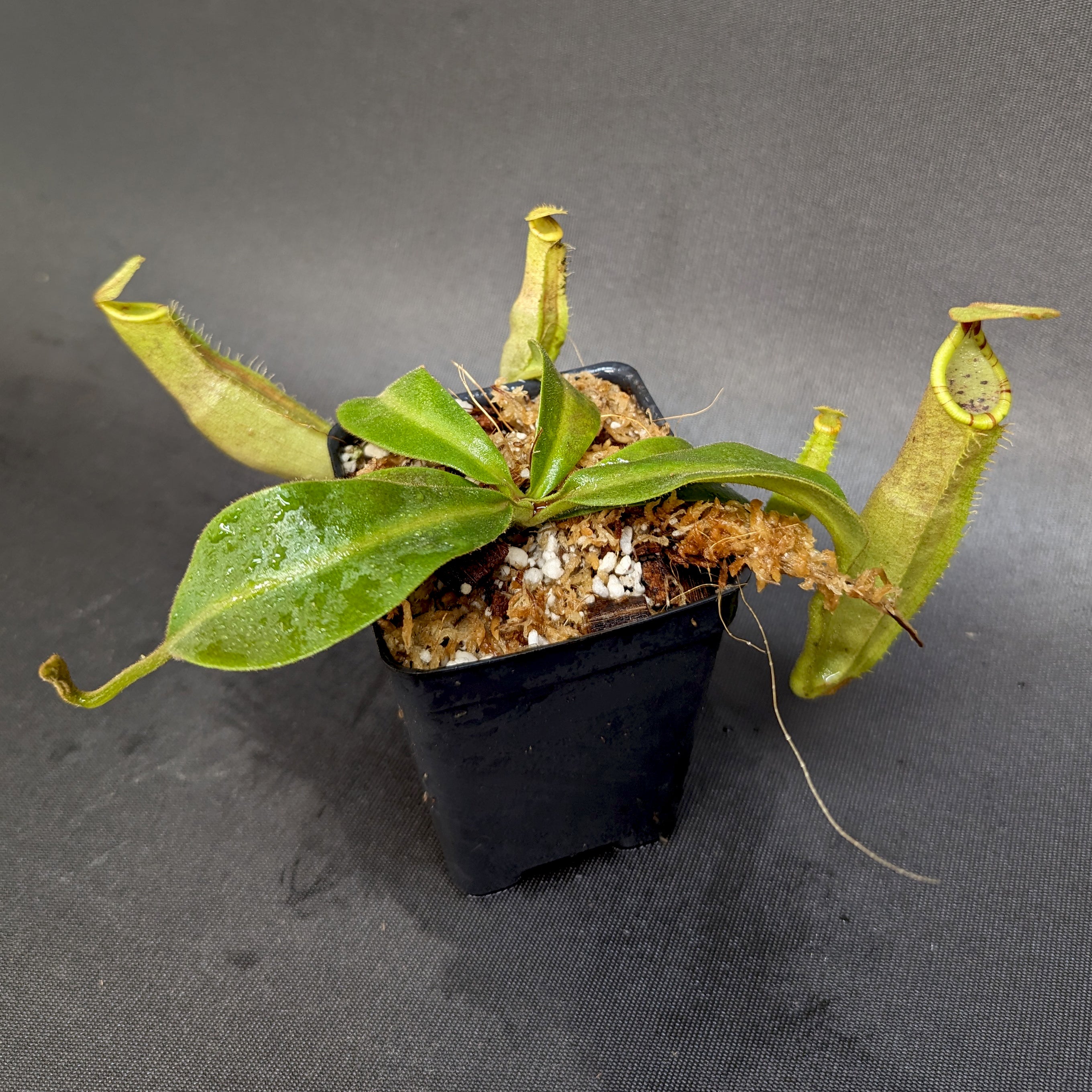 Nepenthes veitchii LL x (sumatrana x platychila), CAR-0251 – Carnivero